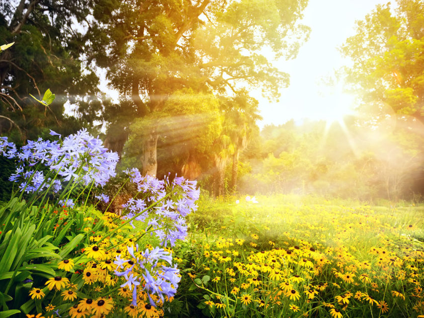 Oechsles 7 Tipps für den Sommergarten